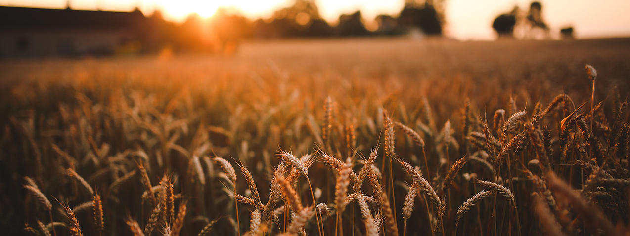 <h2>Mapping South-South Cooperation Solutions in Agriculture</h2>