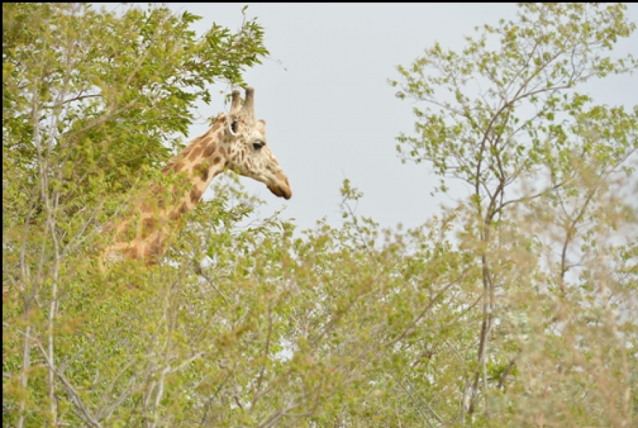 Programme d&#039;appui aux parcs conventionnés