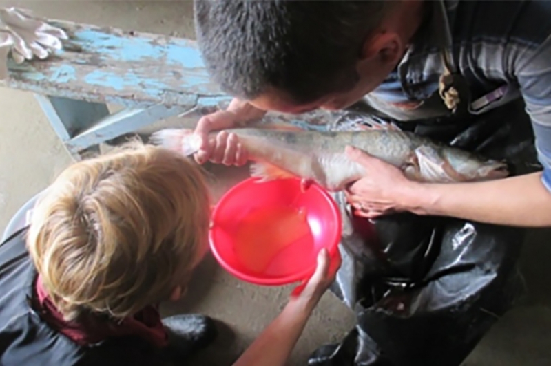 Méthodes technologiques pour l&#039;obtention de matériel de plantation de poisson et la pisciculture commerciale de perche de brochet