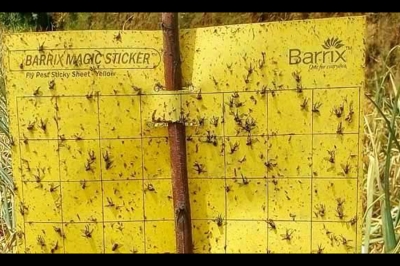 Piège chromatique Le Sticker Magique Barrix - Jaune