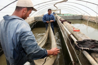 Sécurité alimentaire: développement de la pisciculture en Afrique