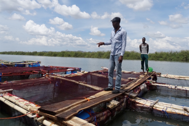 Learning management and technology for fish farming
