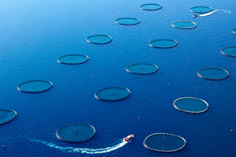 Résoudre l'aquaculture a provoqué des conflits