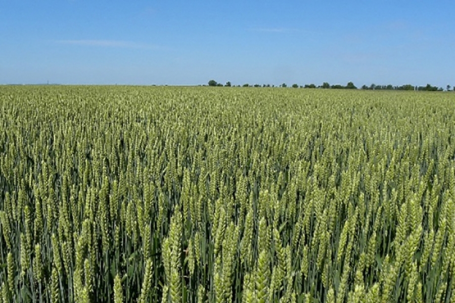 Use of “Novum wheat” in animal feeding
