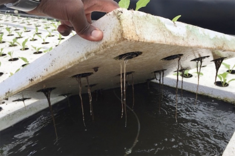 Обучение чемпионов по использованию технологии аквапоники