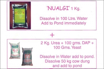Nualgi أكوا لأكوا الثقافة ، الجمبري ونمو الأسماك