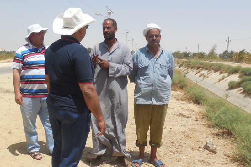 الكينوا كمحصول واعد غير تقليدي للأراضي الهامشية في مصر