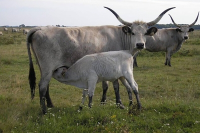 Système SMS sur le contrôle de l&#039;origine de la viande