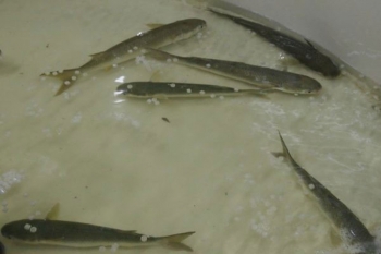 Latimeria’s Aquaculture System