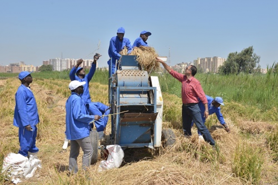 Técnicas de cultivo de arroz para a África