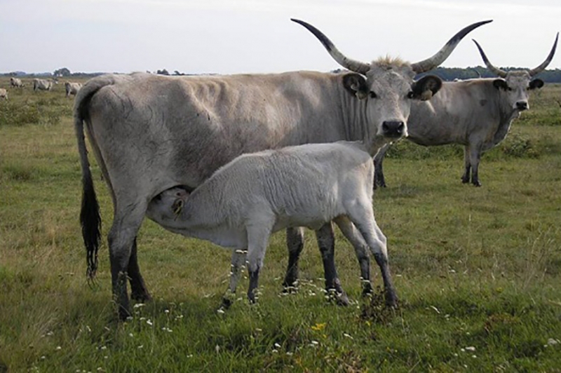 Système SMS sur le contrôle de l'origine de la viande